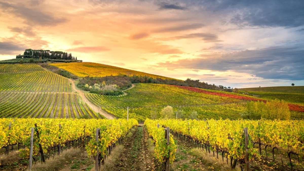 Chianti Classico