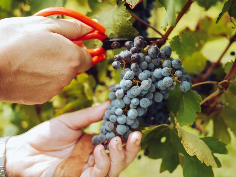 Vendemmia in Toscana: come smettere di essere turisti e diventare parte del vigneto